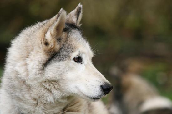 Husky