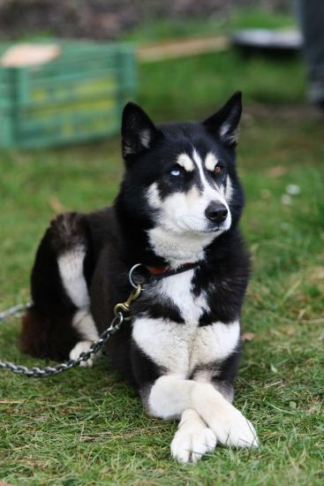 Husky mit Stil