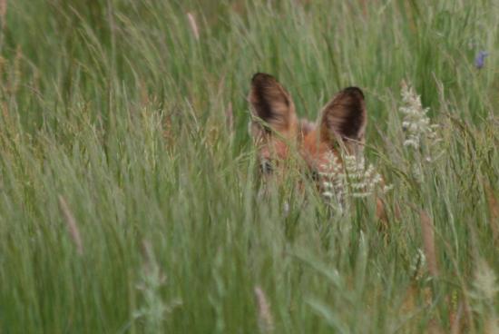 Versteckt