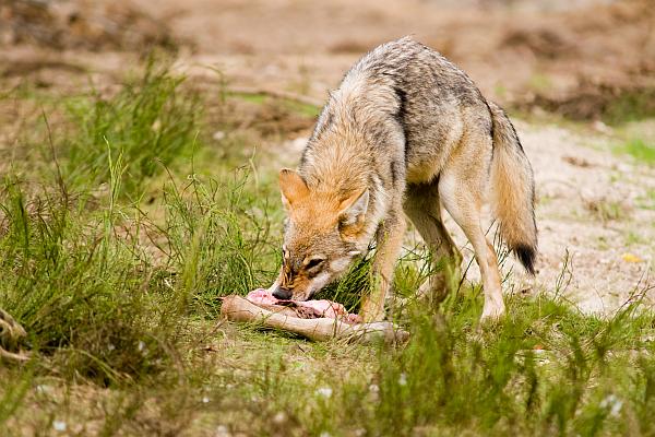 Guten Appetit