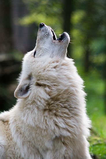 howl