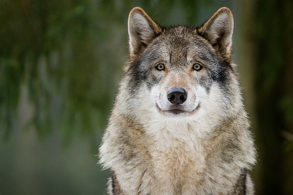 Knopfaugen