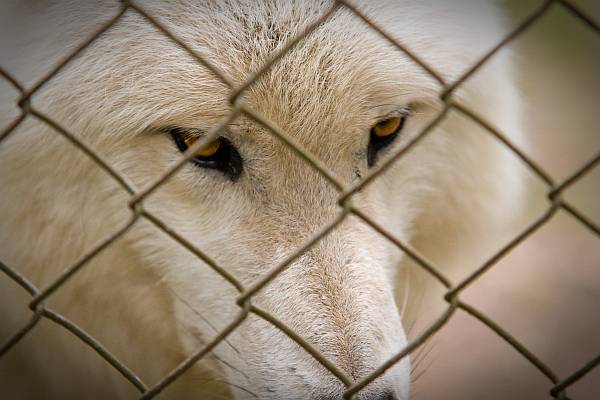 Hinter Gittern