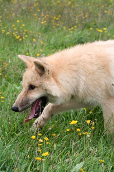 Wolf