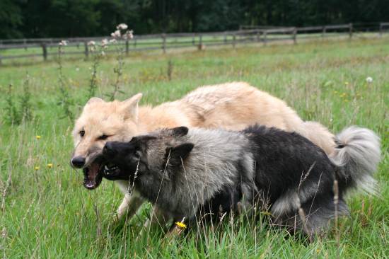 Hund und Wolf