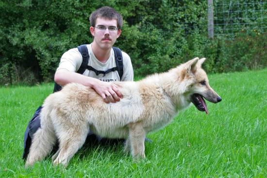 Der Wolf vor mir