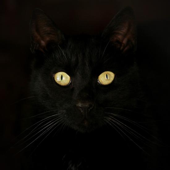 Augen in der Dunkelheit