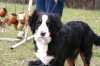 Hundeschule 01.04.06 (3)