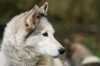 Husky