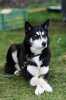 Husky mit Stil