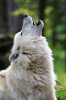 howl