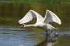 Schwan