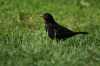 Besucher